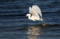 Snowy-Egret;Egret;Egretta-thula;Flight;Foraging;Flying-bird;action;aloft;behavio
